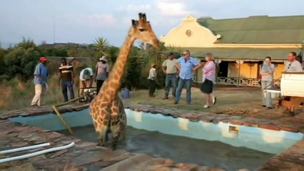 Wild at Heart giraffe gets stuck in a swimming pool