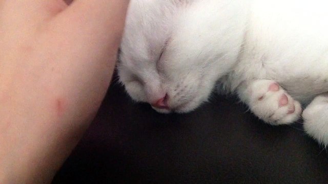 ❤️mon ptit chat❤️