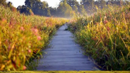 After Effects Project Files - Dynamic Photo Reveal - VideoHive 10414171