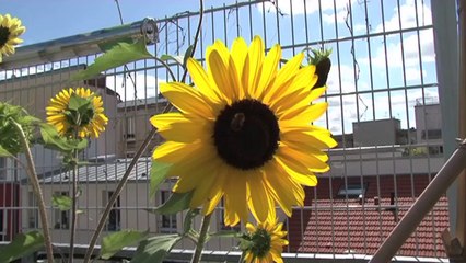 1 jour 1 action : nature en ville et jardin d'insertion à Paris
