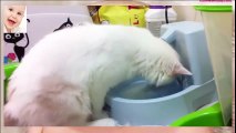 Funny Cats Love Water - So funny