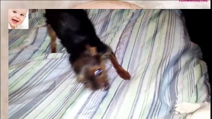 Funny Dog Making Crazy Goose Noise - So Cute