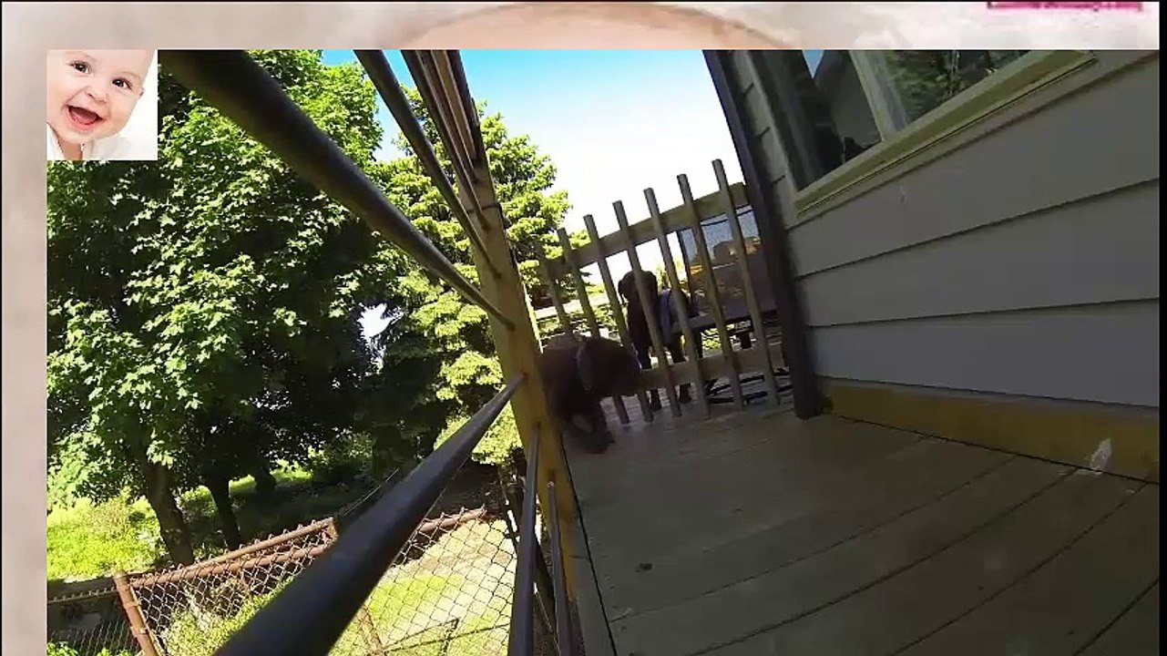 Funny Dogs Escaping - So funny