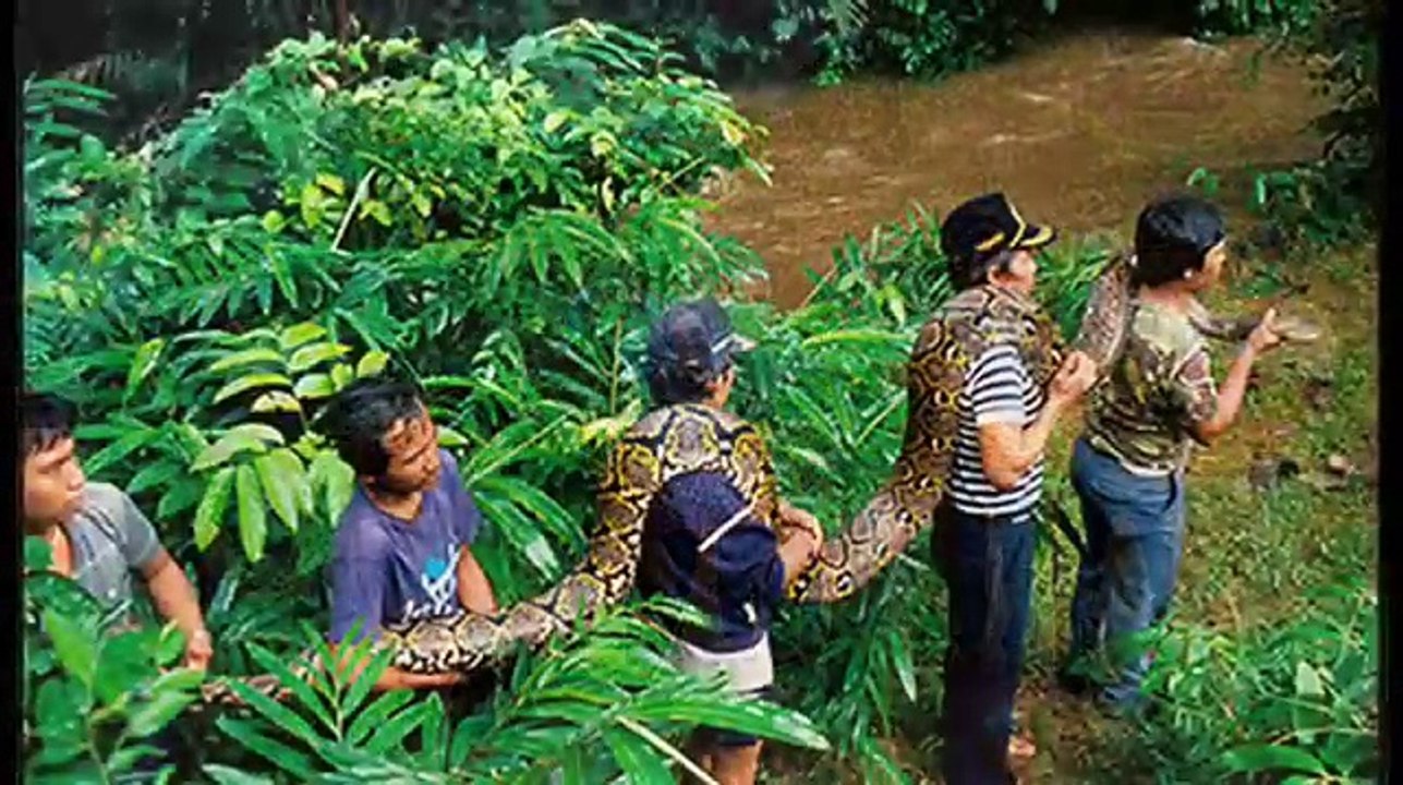 Las Serpientes Más Grandes del Mundo - Serpientes Gigantes