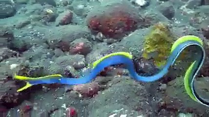 سبحان الله Allah Ki Khubsurat Takleeq