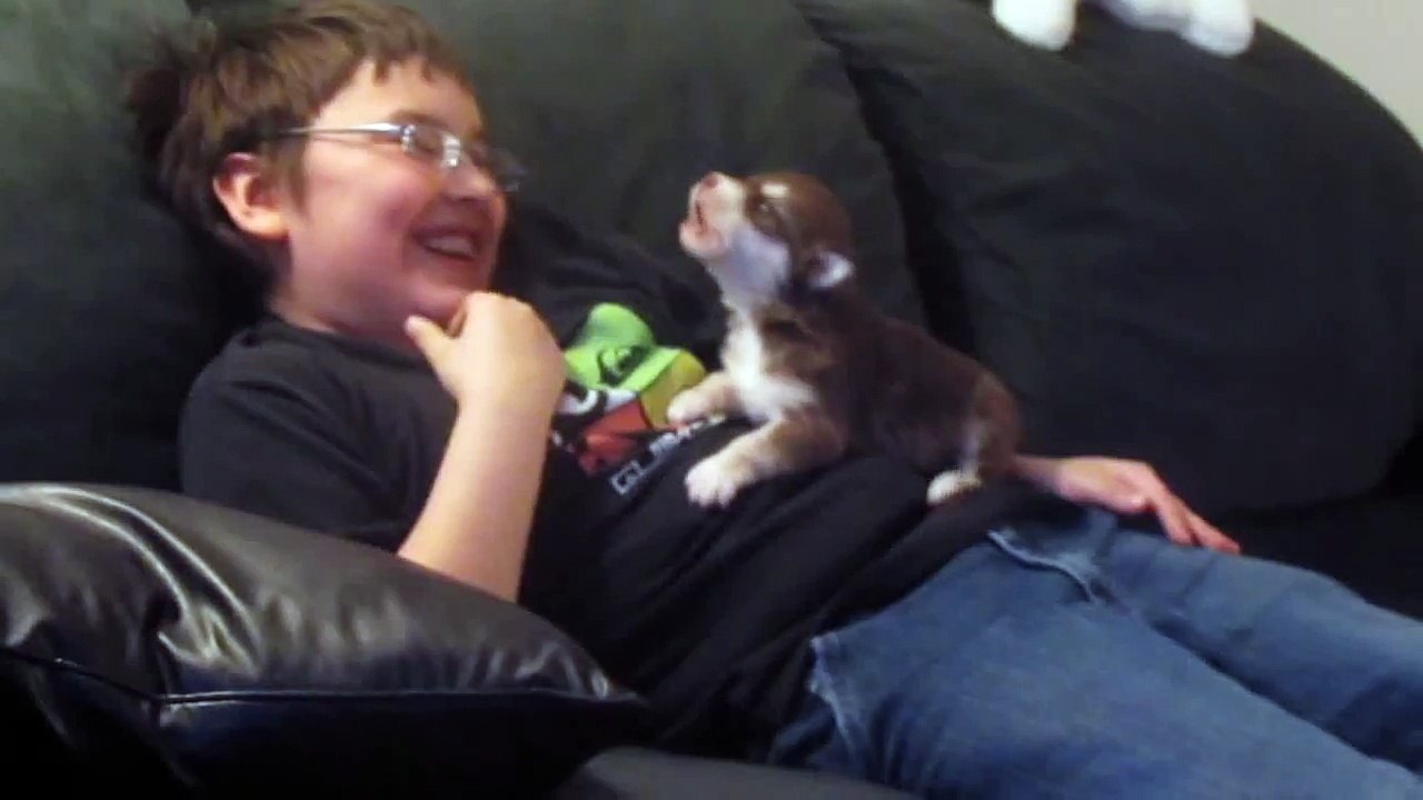 Ce jeune Chiot malamute essaie de hurler pour la premiere fois