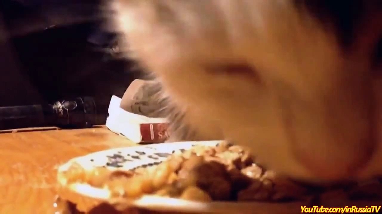 Funny Videos - Funny Cats - Funny Pranks - Funny Animals Videos - Funny Dogs 2015