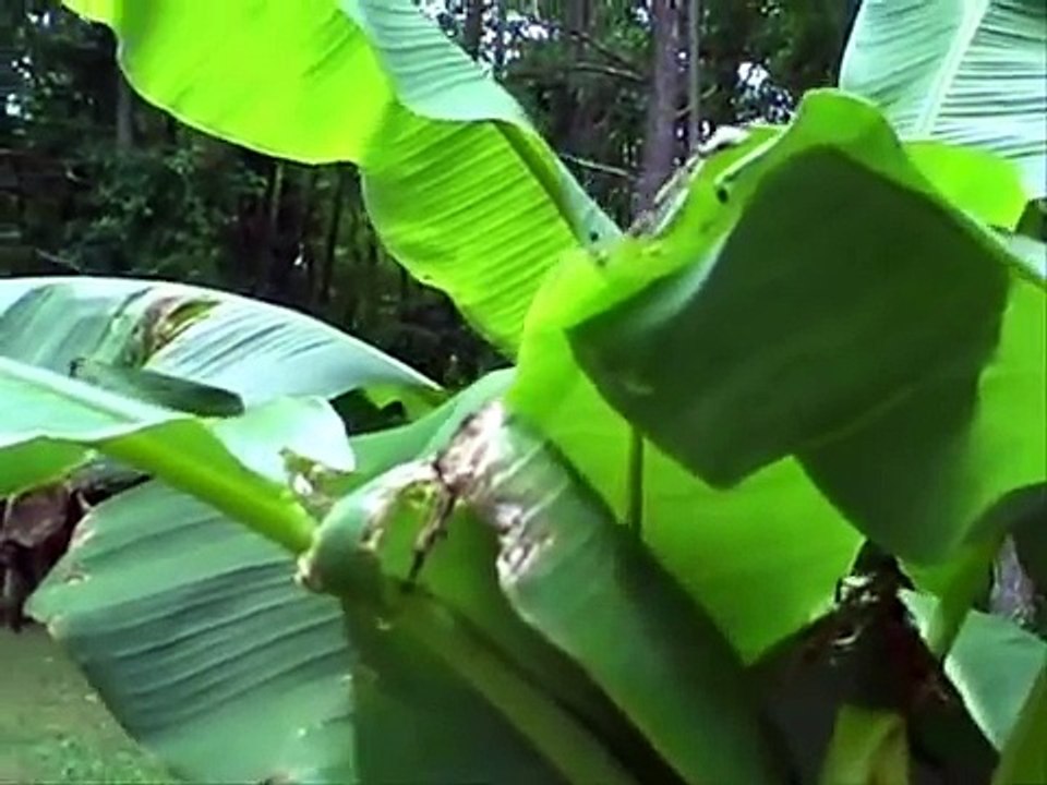 Japanese Beetle Death Squad!