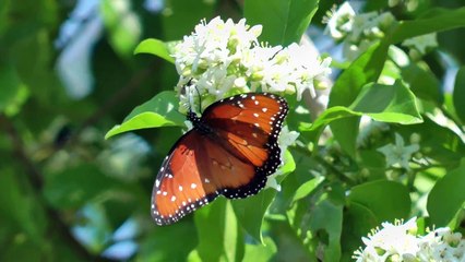 Nectar feeding frenzy at an Anacua tree 2013-10-20