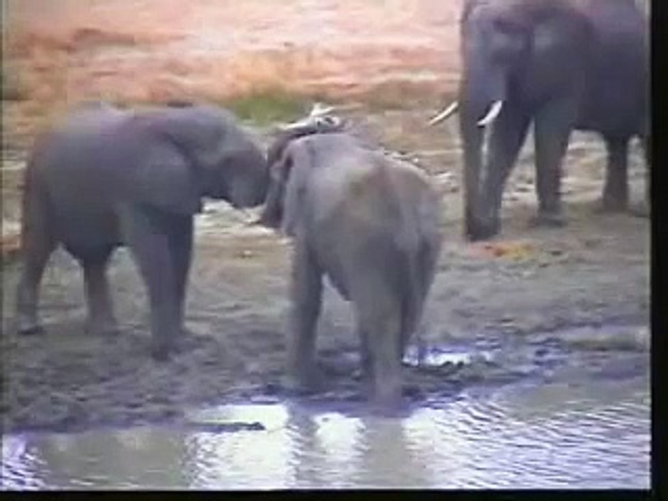 Cape Buffalo & Elephants Pt.2