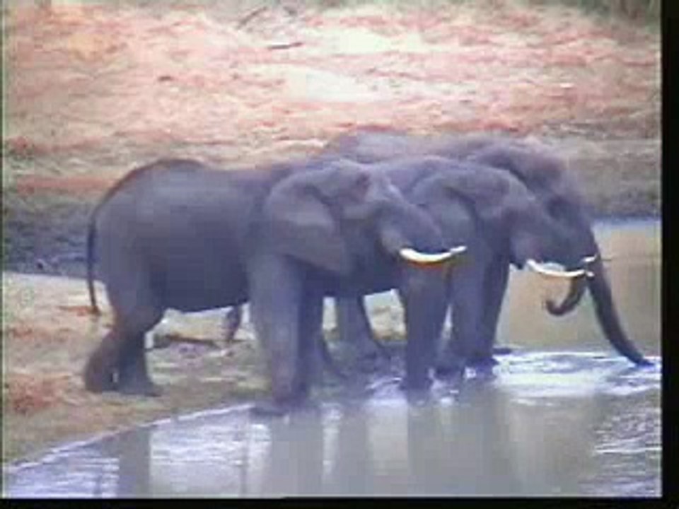 Cape Buffalo & Elephants Pt.1