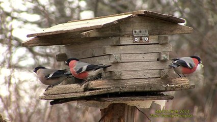DOMHERRE  Eurasian Bullfinch  (Pyrrhula pyrrhula)  Klipp - 1302