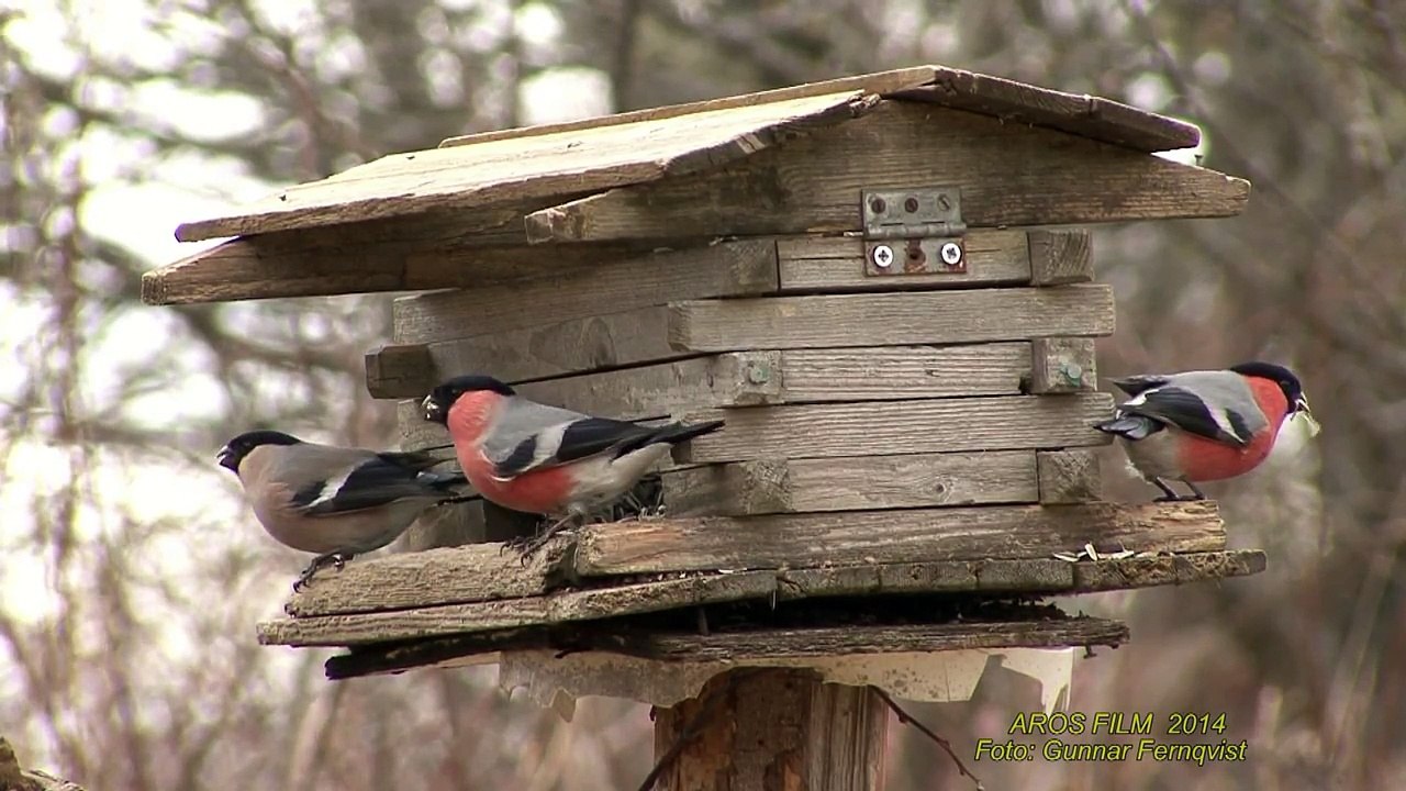DOMHERRE  Eurasian Bullfinch  (Pyrrhula pyrrhula)  Klipp - 1302