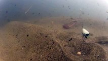 A large carp hit on a bunch of sandworm.　(underwater fishing video)