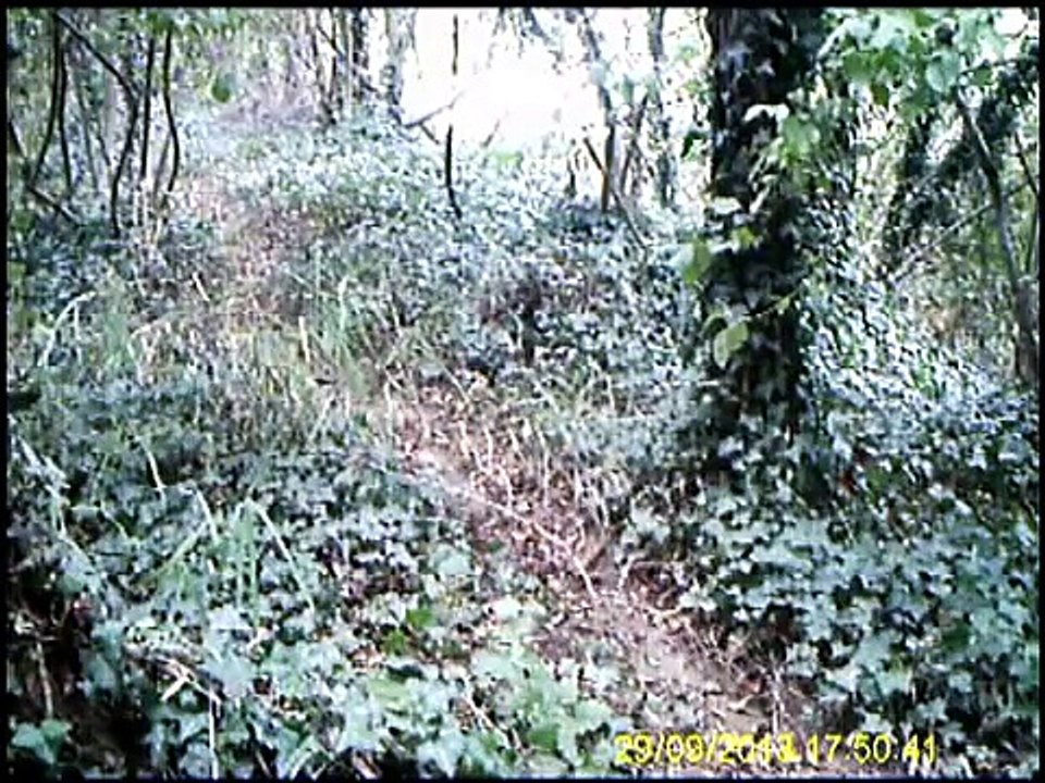 Videotrappola passaggio cinghiali in Provincia Teramo 2014