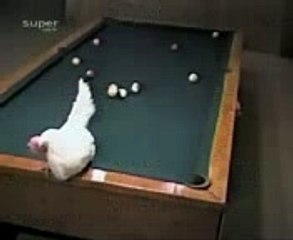 Chicken Playing Billards