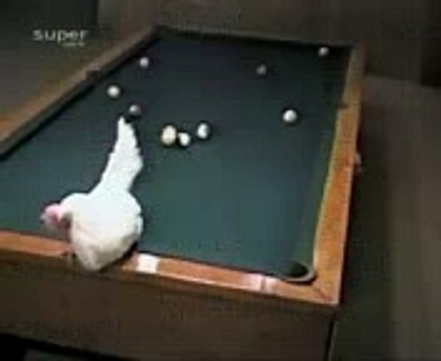 Chicken Playing Billards
