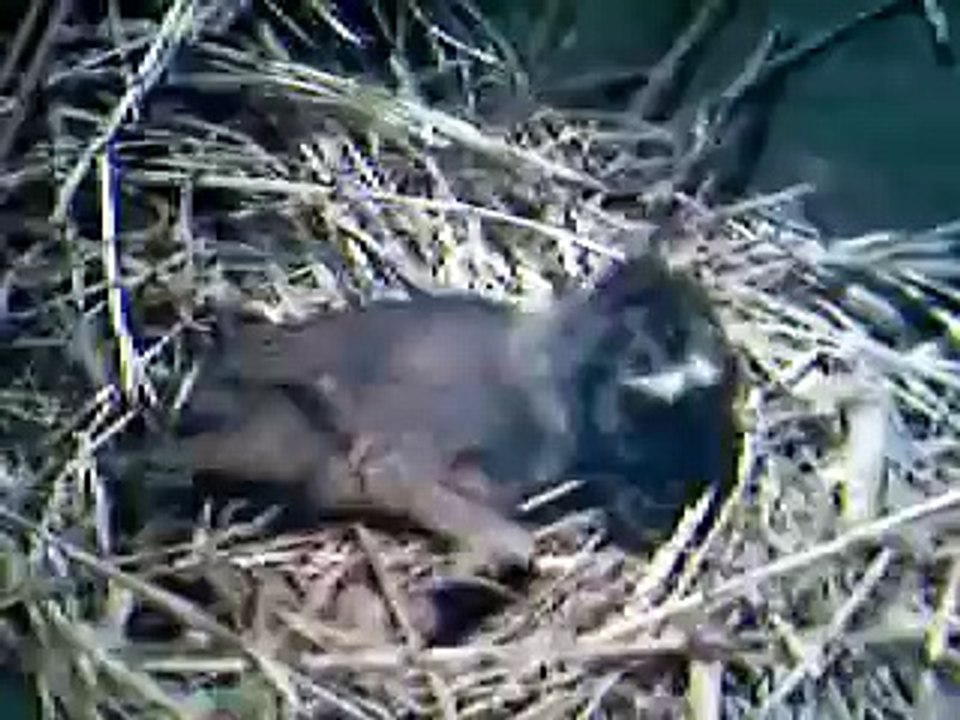 naissance des chevreaux : MERCI A TOI TATA HENRIETTE