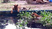 Tigers playful Negara Zoo, Kuala Lumpur