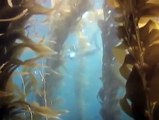San Clemente Island, CA Scuba Dive