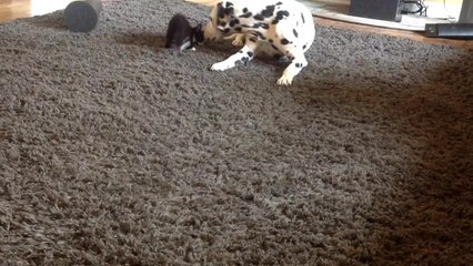 Dalmatian and foster kitten become best friends
