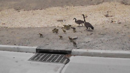 Incredibly large family of Geese enjoy a stroll