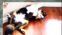Funny Dogs Sleeping in Weird Positions So Cute