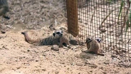 Desert Springs - home to a mob of Meerkats at Woburn Safari Park