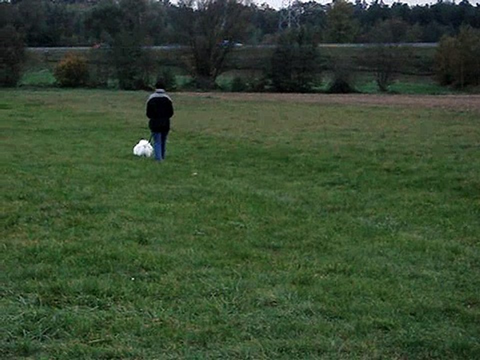 Spitz japonais en pistage français