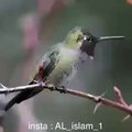 Mukhtar kakar presents .ALLAH TALA creatures.how beautiful this bird is