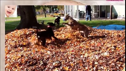 Funny Dogs Playing in Leaves - So Cute