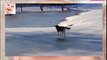 Funny Animals Slipping on Ice - So Cute