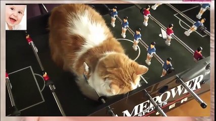 Funny Cats Sleeping in Weird Positions - So lovely