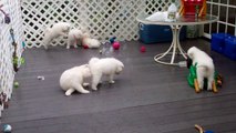 Samoyed Puppies - Yapping in the Rain (51 days old)