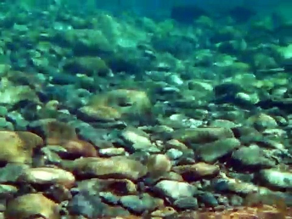 ayu & small fish in Choshi river,Mie,Japan 　－銚子川堰堤下－