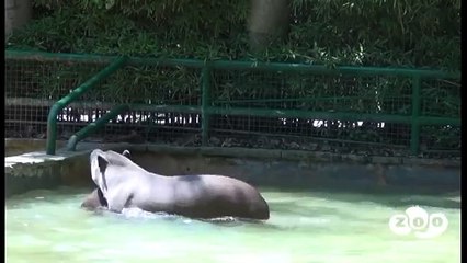 Tapir amazònic (Tapirus terrestris)