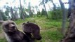 Un photographe prend tous les risques pour filmer des ours bruns