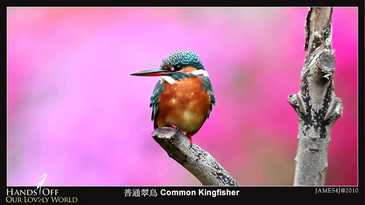 Canon 5D II (Common Kingfisher)