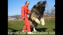 Kangal vs Caucasian Ovcharka | Biggest Dog in the Wolrd's
