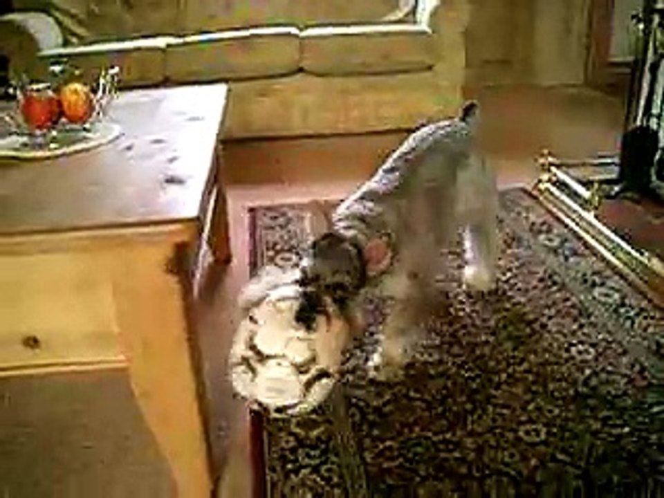 Miniature Schnauzer
