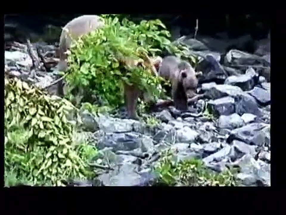 GRIZZLY BEAR CUB SWIMS WITH DUCKS & OTHER COOL ALASKA BEARS