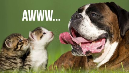 7 Reasons Everyone Should Have A Cat