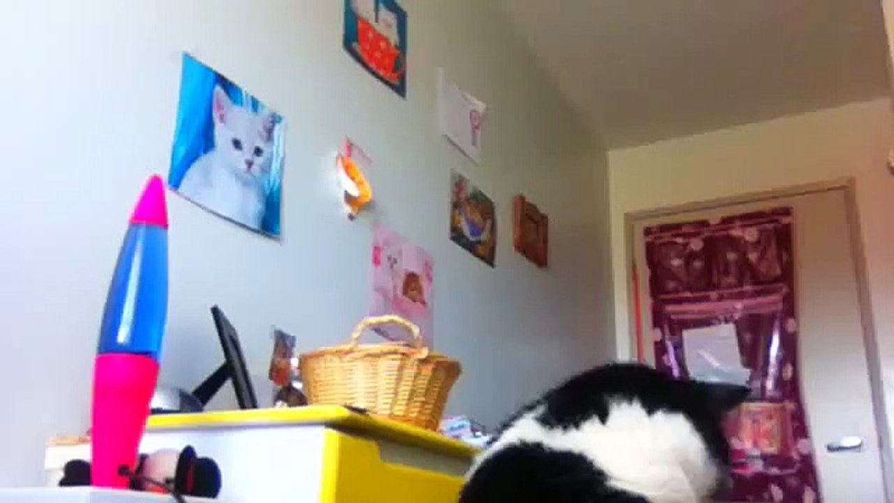 Dancing cat vine