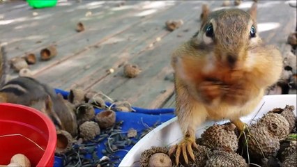 Squirrel Cam -  The Chipster chipmunks say "MINE!"