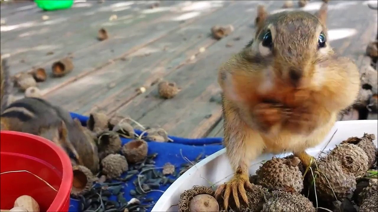 Squirrel Cam -  The Chipster chipmunks say "MINE!"