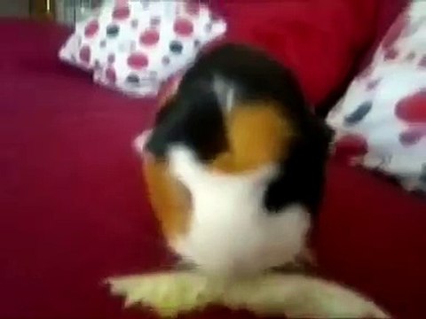 sonidos de la cobaya Sonidos que emite tu cobaya.