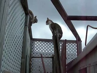Two cats fighting in my backyard