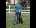 Aula de aprimoramento de obediência (para cães treinados) com William Vecchi