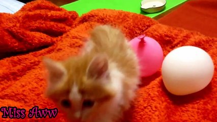 Cute Kitten Playing With Balloons