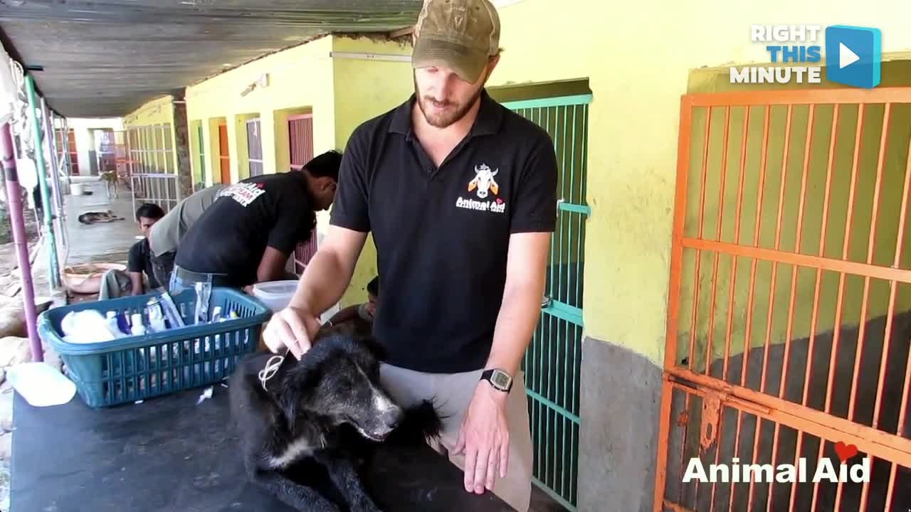 Saving a Poisoned Dog
